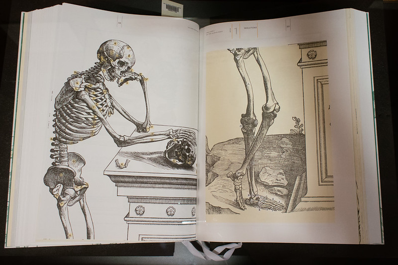 An engraving of an annotated skeleton leans against a pedestal.